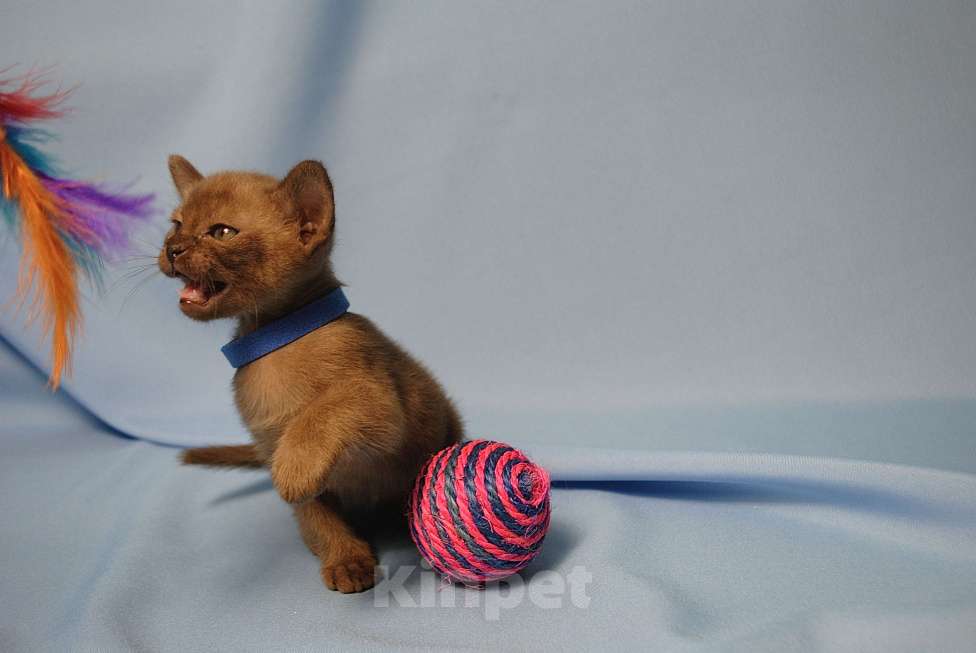 Кошки в Москве: Бурманские котята Девочка, 60 000 руб. - фото 7