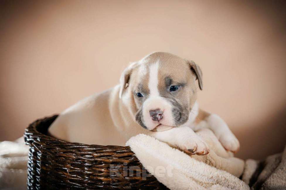 Собаки в Москве: Американский булли щенки  Мальчик, 80 000 руб. - фото 6