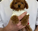 Собаки в Москве: Той пудель Тедди Мальчик, 190 000 руб. - фото 4