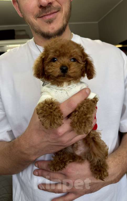 Собаки в Москве: Той пудель Тедди Мальчик, 190 000 руб. - фото 4