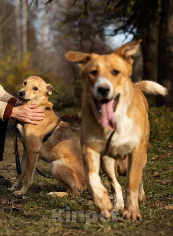 Собаки в Москве: Балу ищет дом Мальчик, Бесплатно - фото 9