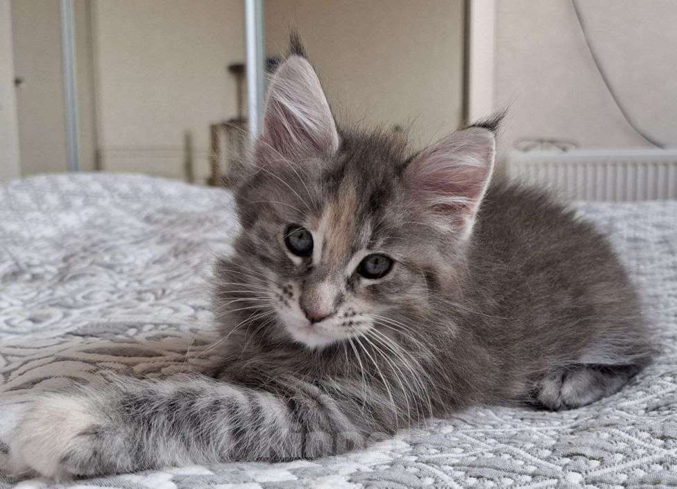 Кошки в Геленджике: Продаётся котёнок мейн-кун, девочка, серебристый окрас fs 24, из питомника EdenLight (Геленджик) Девочка, Бесплатно - фото 3