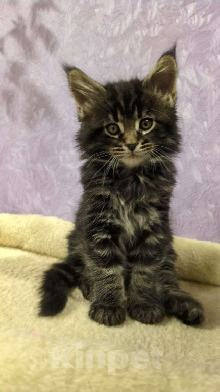 Кошки в Москве: Котенок Мейн-кун Мальчик Мальчик, 30 000 руб. - фото 2