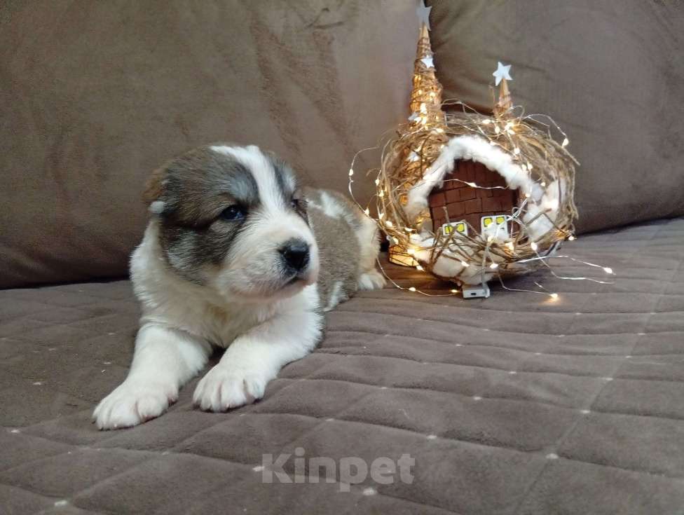 Собаки в Печоре: Щенки САО Девочка, 30 000 руб. - фото 6