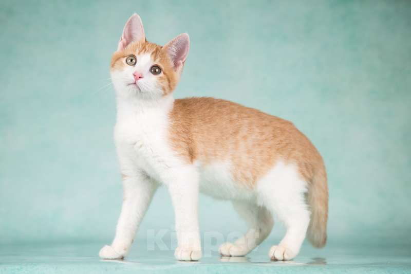 Кошки в Москве: Очень ласковый и ручной рыжий котенок Хомочка в добрые руки Девочка, 1 руб. - фото 7