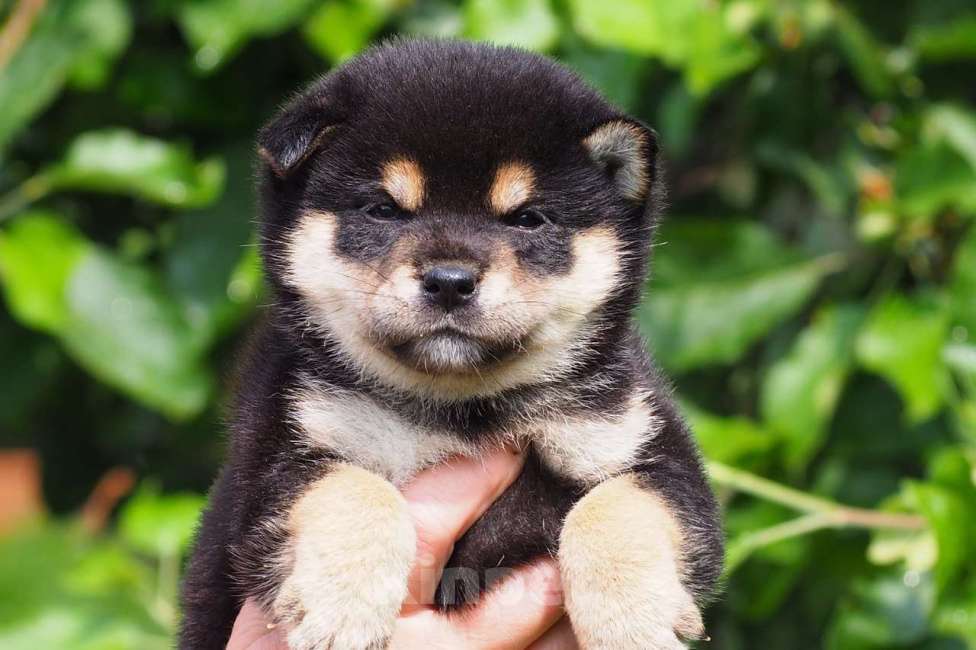 Собаки в Москве: Шиба ину щенки Мальчик, 50 000 руб. - фото 4