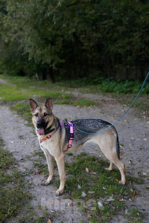 Собаки в Москве: Мила самая милая и добрая собака ищет дом! Девочка, Бесплатно - фото 7