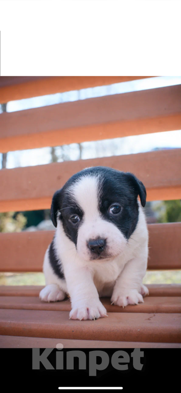Собаки в Симферополе: Девочка Девочка, 19 000 руб. - фото 3