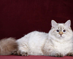 Кошки в Москве: Сибирская (невская маскарадная) кошка Девочка, 15 000 руб. - фото 1