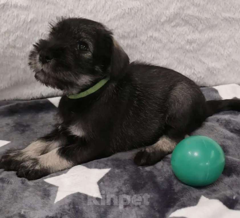 Собаки в Санкт-Петербурге: Щенки миттельшнауцера Разнополые, 45 000 руб. - фото 5