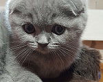 Кошки в Калуге: Шотландские котята Девочка, 30 000 руб. - фото 3