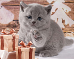 Кошки в Колпашево: Породистые котята к Новому году, 6 000 руб. - фото 4