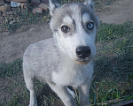 Собаки в Улане-Удэ: Продам хаски Девочка, 5 000 руб. - фото 2