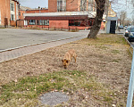 Собаки в Иркутске: Видели потеряшку Мальчик, 1 руб. - фото 1