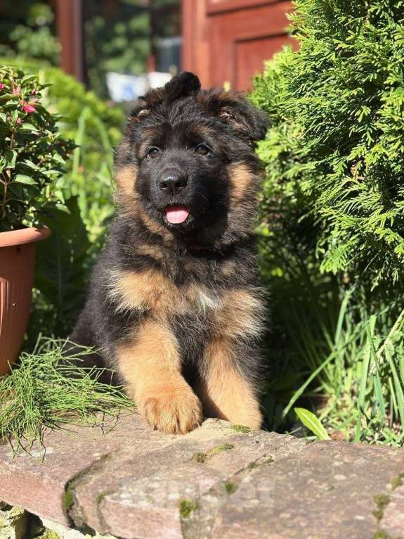 Собаки в Санкт-Петербурге: Щенки немецкой овчарки  Девочка, 70 000 руб. - фото 5