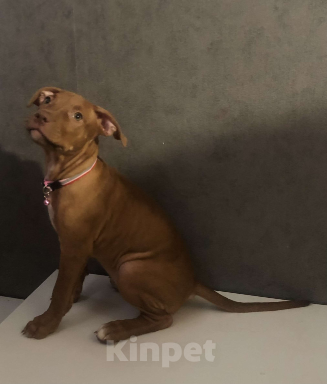 Собаки в Новосибирске: Щенок американского питбультерьера  Девочка, 25 000 руб. - фото 1