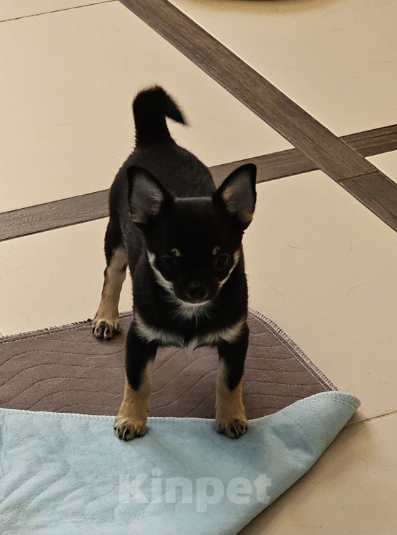 Собаки в других городах Челябинской области: Маленький мафиози Мальчик, 45 000 руб. - фото 3