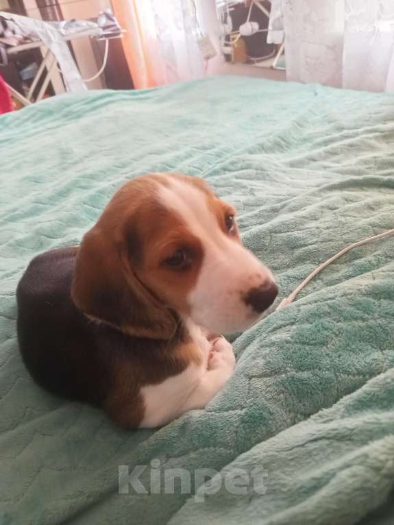 Собаки в других городах Тверской области: Щенки Эстонской Гончей. Девочка, 10 000 руб. - фото 1