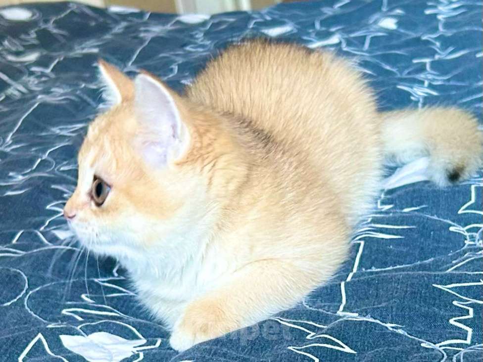 Кошки в Москве: Девочка Золотая шиншилла  Девочка, 50 000 руб. - фото 2