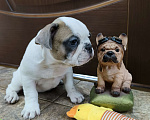 Собаки в Белореченске: Французский бульдог Девочка, Бесплатно - фото 4