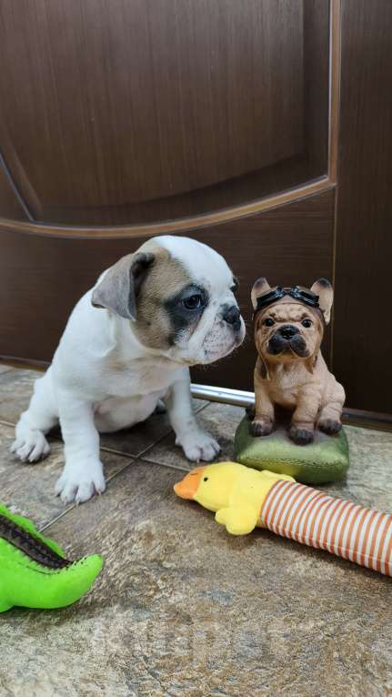 Собаки в Белореченске: Французский бульдог Девочка, Бесплатно - фото 4