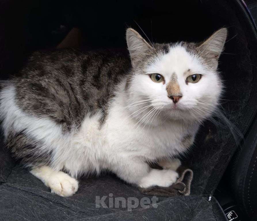 Кошки в Москве: Бездомный кот Мальчик, Бесплатно - фото 3