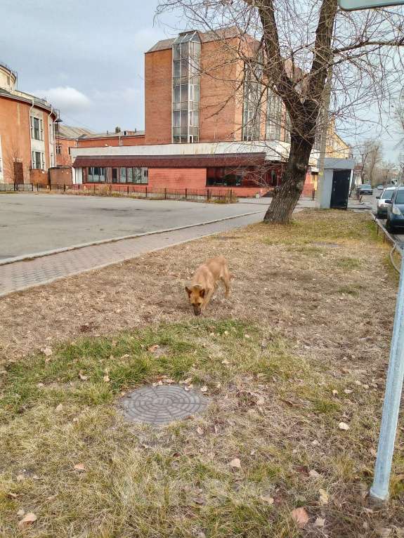Собаки в Иркутске: Видели потеряшку Мальчик, 1 руб. - фото 1