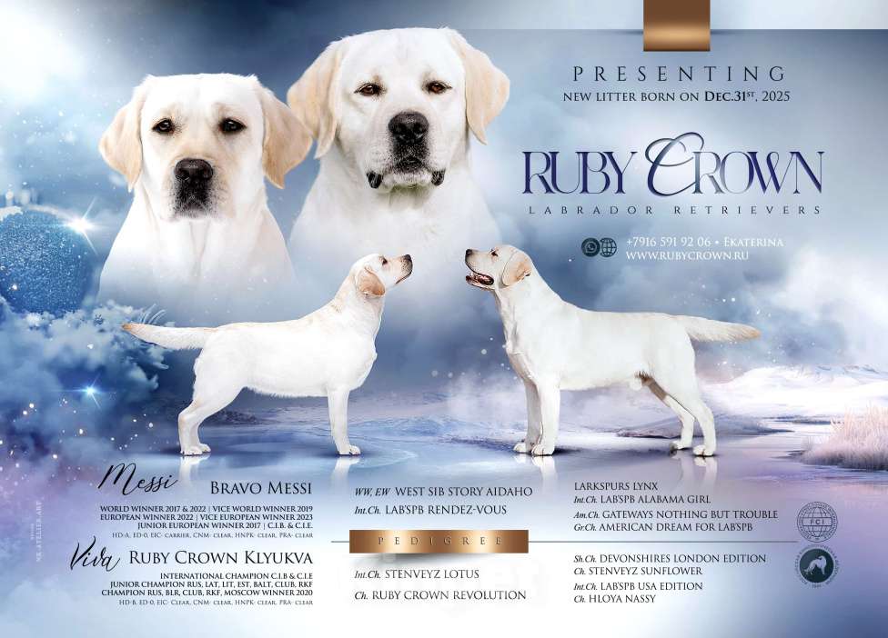 Собаки в Москве: Предлагается яркая девочка лабрадор ретривер Девочка, 150 000 руб. - фото 8