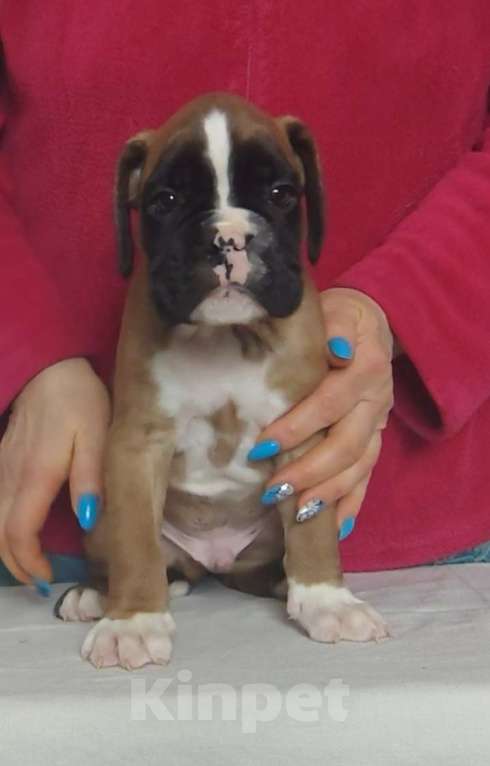 Собаки в Екатеринбурге: Мальчик Мальчик, 1 руб. - фото 1