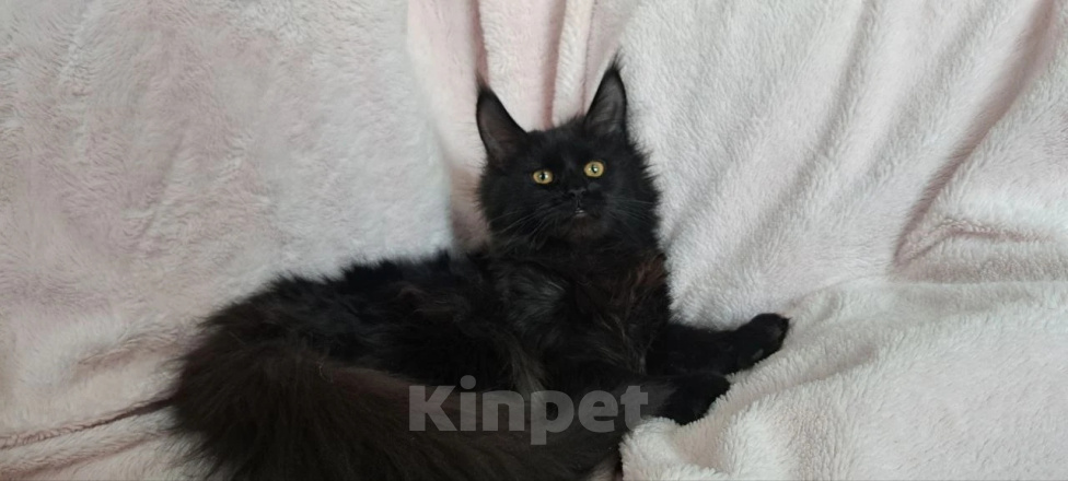 Кошки в Москве: Гигантские котята Девочка, Бесплатно - фото 3