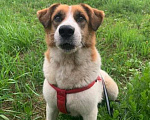 Собаки в Люберцах: В жк Томилино парк более  двух недель назад найдена собака.  Мальчик, 1 руб. - фото 2