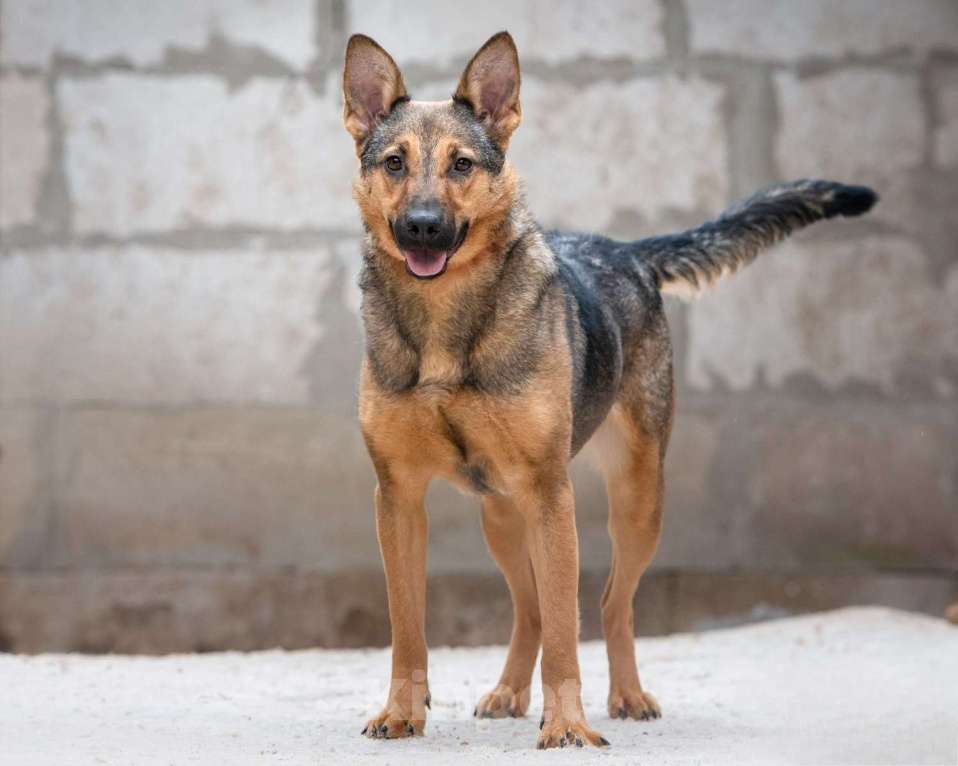 Собаки в Москве: Элиза - для пылкого сердца нет преград Девочка, Бесплатно - фото 4