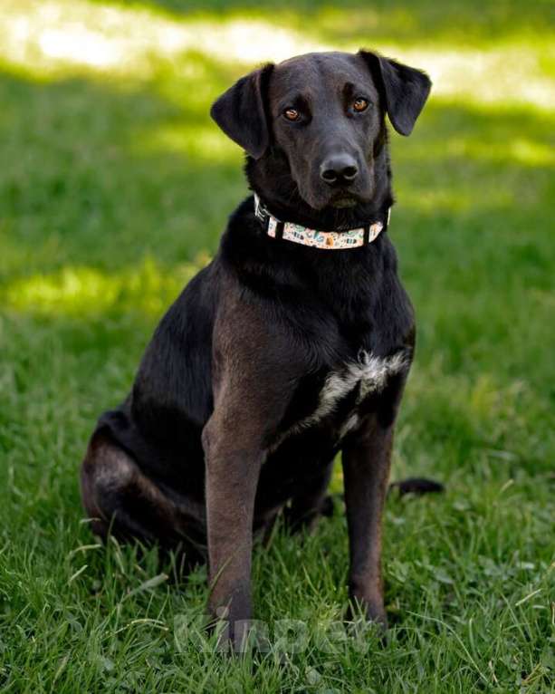 Собаки в Москве: Чудесная собачка Шоколадка ищет дом. Девочка, Бесплатно - фото 4
