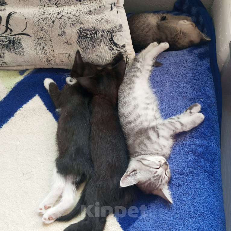 Кошки в Красноярске: Отдам котят Девочка, 5 руб. - фото 1