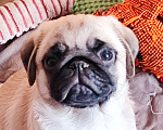 Собаки в Краснодаре: Мопс Мальчик, Бесплатно - фото 1