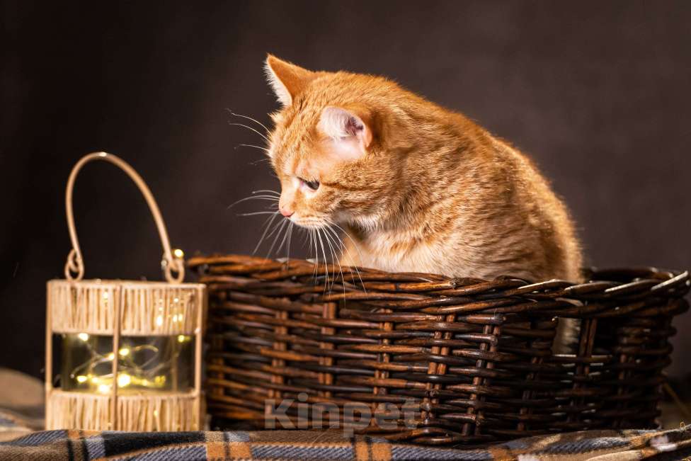 Кошки в Клине: Ханни — очаровательная кошечка Девочка, Бесплатно - фото 8