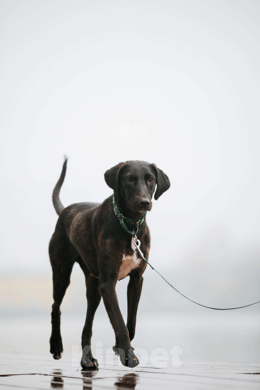 Собаки в Москве: Добрая Нури ищет дом! Метис лабрадора/гончей. Девочка, Бесплатно - фото 3
