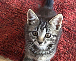 Кошки в Калуге: Кошечка в добрые руки  Девочка, 1 руб. - фото 1