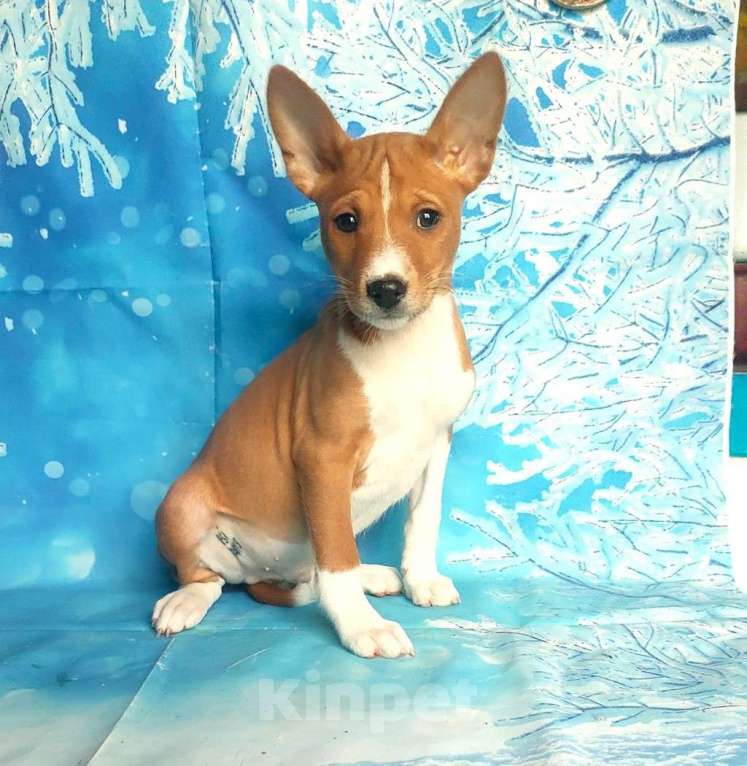 Собаки в Красноармейске: Щенки басенджи  Мальчик, 40 000 руб. - фото 4