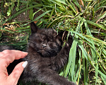 Кошки в Павловском Посаде: Котенок Мальчик, Бесплатно - фото 5