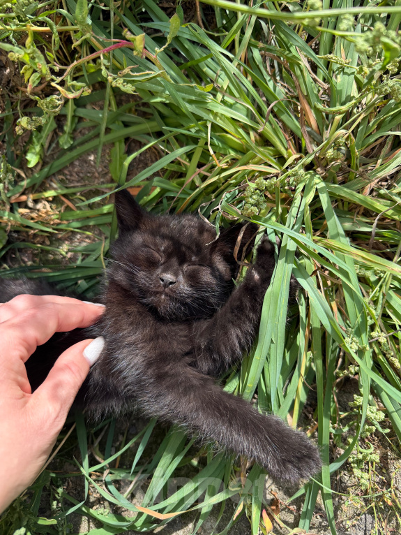 Кошки в Павловском Посаде: Котенок Мальчик, Бесплатно - фото 5