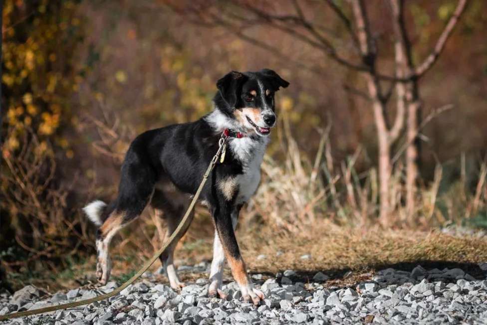 Собаки в других городах Краснодарского края: Метис зенненхунда в дар чипирован с доставкой Мальчик, Бесплатно - фото 2