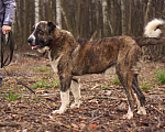 Собаки в Видном: Гор, 2 года Мальчик, Бесплатно - фото 5