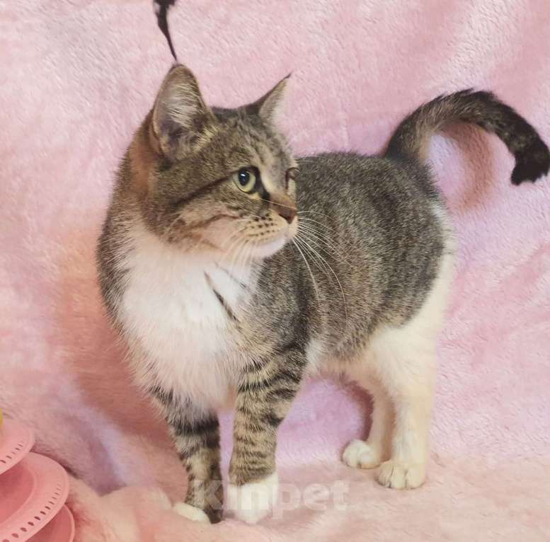 Кошки в Москве: Метис мейн-куна Янна в добрые руки Девочка, 1 руб. - фото 3