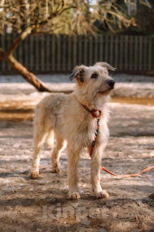 Собаки в Всеволожске: Альфа, преданный терьер ищет дом Девочка, Бесплатно - фото 2