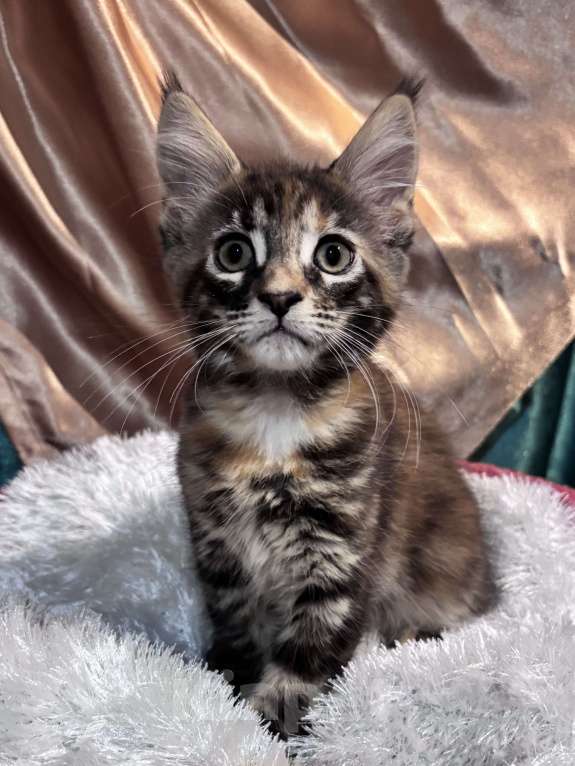 Кошки в Петергофе: Очень яркая девчоночка Девочка, 35 000 руб. - фото 8