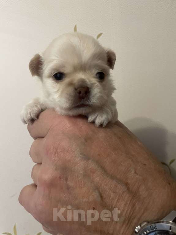 Собаки в Санкт-Петербурге: Щенок чихуахуа, сука Девочка, 50 000 руб. - фото 4