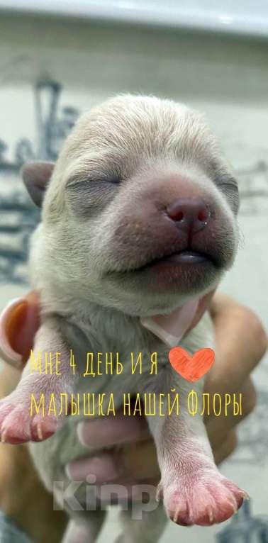 Собаки в Москве: Умка Девочка, Бесплатно - фото 1