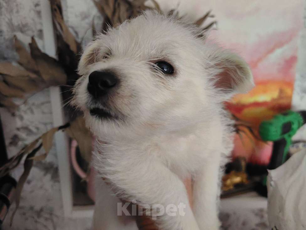 Собаки в Электростали: Вест хайленд уайт терьер Мальчик, Бесплатно - фото 1