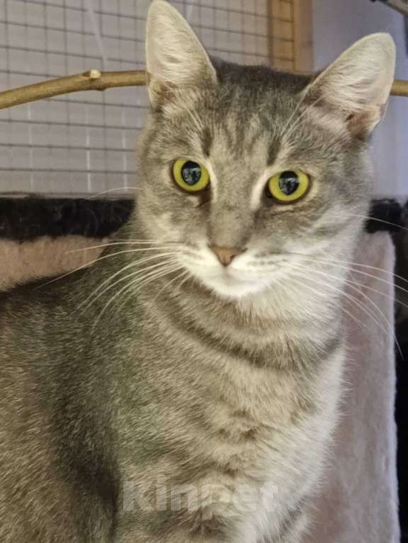 Кошки в Москве: Князь Серебряный — котик Кисыч ищет дом Мальчик, 1 руб. - фото 3